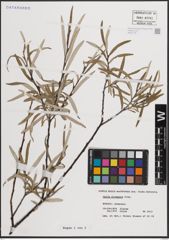 Foto von Salix eleagnos Scop.